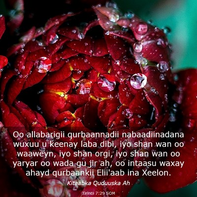Picture 03 - Tirintii 7:29 SOM - Oo allabarigii qurbaannadii nabaadiinadana wuxuu - Bible Verse Picture