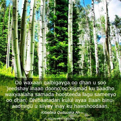 Picture 03 - Wacdiyahii 1:13 SOM - Oo waxaan qalbigayga oo dhan u soo jeedshay inaan - Bible Verse Picture