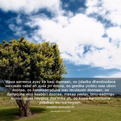 Picture 03 - Wacdiyahii 12:5 SOM - Waxa sarreeya ayay ka baqi doonaan, oo jidadka - Bible Verse Picture