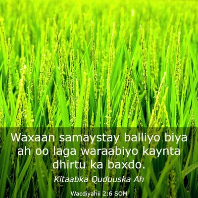 Picture 03 - Wacdiyahii 2:6 SOM - Waxaan samaystay balliyo biya ah oo laga - Bible Verse Picture