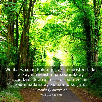Picture 03 - Wacdiyahii 3:16 SOM - Weliba waxaan kaloo qorraxda hoosteeda ku arkay - Bible Verse Picture