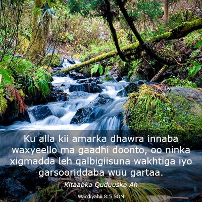 Picture 03 - Wacdiyahii 8:5 SOM - Ku alla kii amarka dhawra innaba waxyeello ma - Bible Verse Picture