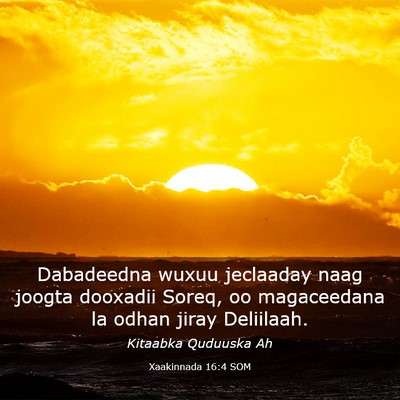 Picture 03 - Xaakinnada 16:4 SOM - Dabadeedna wuxuu jeclaaday naag joogta dooxadii - Bible Verse Picture