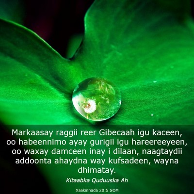 Picture 03 - Xaakinnada 20:5 SOM - Markaasay raggii reer Gibecaah igu kaceen, oo - Bible Verse Picture