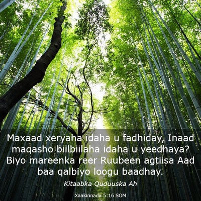 Picture 03 - Xaakinnada 5:16 SOM - Maxaad xeryaha idaha u fadhiday, Inaad maqasho - Bible Verse Picture