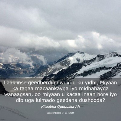 Picture 03 - Xaakinnada 9:11 SOM - Laakiinse geedberdihii wuxuu ku yidhi, Miyaan ka - Bible Verse Picture
