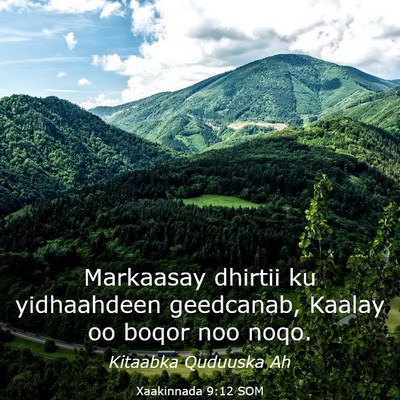 Picture 03 - Xaakinnada 9:12 SOM - Markaasay dhirtii ku yidhaahdeen geedcanab, - Bible Verse Picture