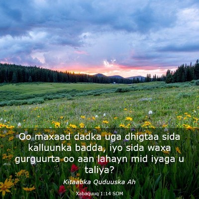 Picture 03 - Xabaquuq 1:14 SOM - Oo maxaad dadka uga dhigtaa sida kalluunka badda, - Bible Verse Picture