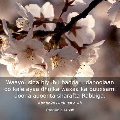 Picture 03 - Xabaquuq 2:14 SOM - Waayo, sida biyuhu badda u daboolaan oo kale ayaa - Bible Verse Picture