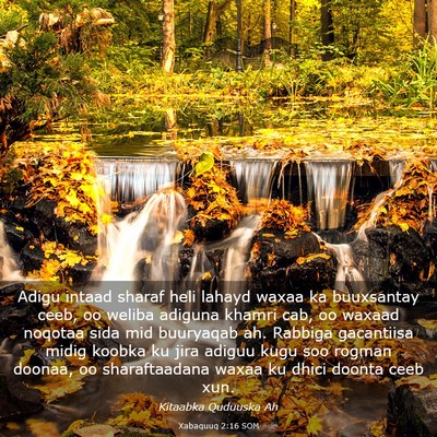 Picture 03 - Xabaquuq 2:16 SOM - Adigu intaad sharaf heli lahayd waxaa ka - Bible Verse Picture