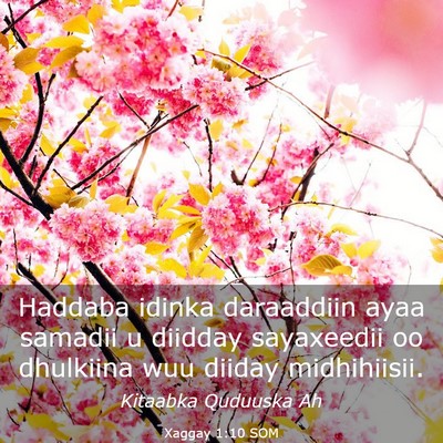 Picture 03 - Xaggay 1:10 SOM - Haddaba idinka daraaddiin ayaa samadii u diidday - Bible Verse Picture