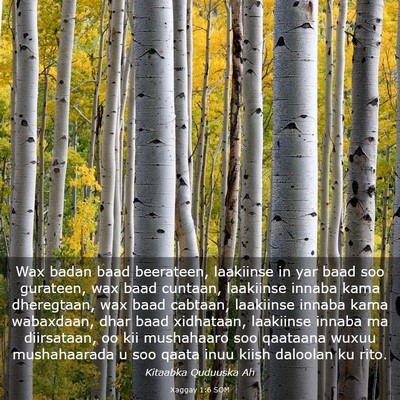Picture 03 - Xaggay 1:6 SOM - Wax badan baad beerateen, laakiinse in yar baad - Bible Verse Picture