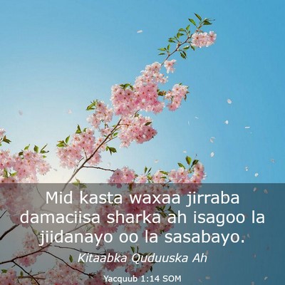 Picture 03 - Yacquub 1:14 SOM - Mid kasta waxaa jirraba damaciisa sharka ah - Bible Verse Picture