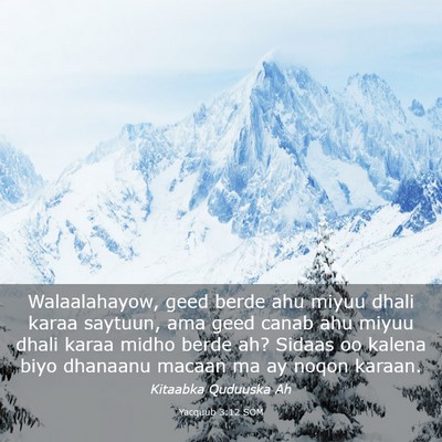 Picture 03 - Yacquub 3:12 SOM - Walaalahayow, geed berde ahu miyuu dhali karaa - Bible Verse Picture