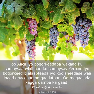 Picture 03 - Yashuuca 8:2 SOM - oo Aacii iyo boqorkeedaba waxaad ku samaysaa - Bible Verse Picture