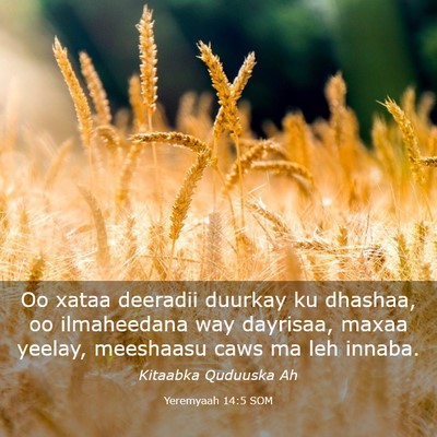 Picture 03 - Yeremyaah 14:5 SOM - Oo xataa deeradii duurkay ku dhashaa, oo - Bible Verse Picture