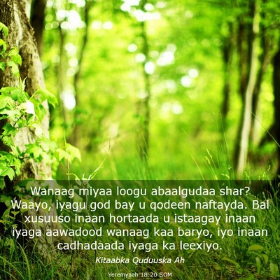 Picture 03 - Yeremyaah 18:20 SOM - Wanaag miyaa loogu abaalgudaa shar? Waayo, iyagu - Bible Verse Picture
