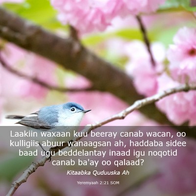Picture 03 - Yeremyaah 2:21 SOM - Laakiin waxaan kuu beeray canab wacan, oo - Bible Verse Picture