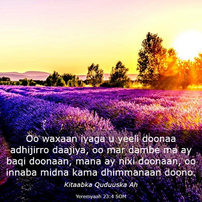 Picture 03 - Yeremyaah 23:4 SOM - Oo waxaan iyaga u yeeli doonaa adhijirro daajiya, - Bible Verse Picture