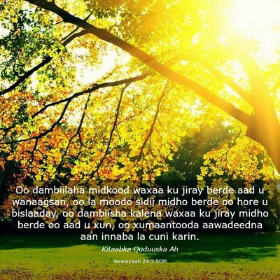 Picture 03 - Yeremyaah 24:2 SOM - Oo dambiilaha midkood waxaa ku jiray berde aad u - Bible Verse Picture