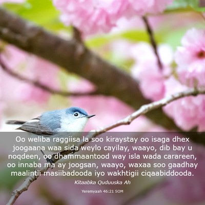 Picture 03 - Yeremyaah 46:21 SOM - Oo weliba raggiisa la soo kiraystay oo isaga dhex - Bible Verse Picture