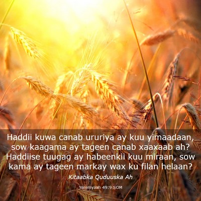 Picture 03 - Yeremyaah 49:9 SOM - Haddii kuwa canab ururiya ay kuu yimaadaan, sow - Bible Verse Picture