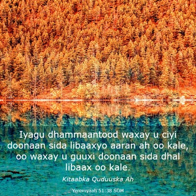Picture 03 - Yeremyaah 51:38 SOM - Iyagu dhammaantood waxay u ciyi doonaan sida - Bible Verse Picture