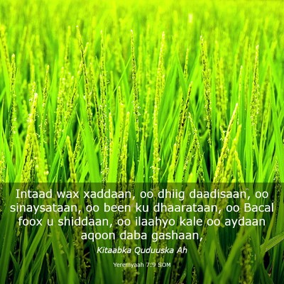 Picture 03 - Yeremyaah 7:9 SOM - Intaad wax xaddaan, oo dhiig daadisaan, oo - Bible Verse Picture
