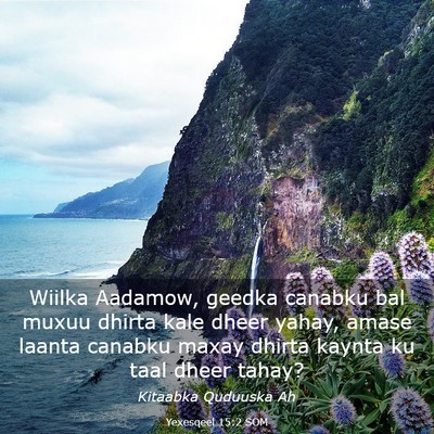 Picture 03 - Yexesqeel 15:2 SOM - Wiilka Aadamow, geedka canabku bal muxuu dhirta - Bible Verse Picture