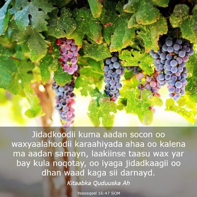 Picture 03 - Yexesqeel 16:47 SOM - Jidadkoodii kuma aadan socon oo waxyaalahoodii - Bible Verse Picture