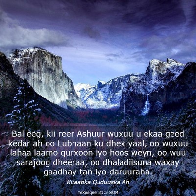 Picture 03 - Yexesqeel 31:3 SOM - Bal eeg, kii reer Ashuur wuxuu u ekaa geed kedar - Bible Verse Picture