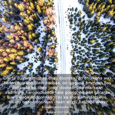 Picture 03 - Yexesqeel 34:27 SOM - Dhirta duurku midhay dhali doontaa, oo dhulkuna - Bible Verse Picture