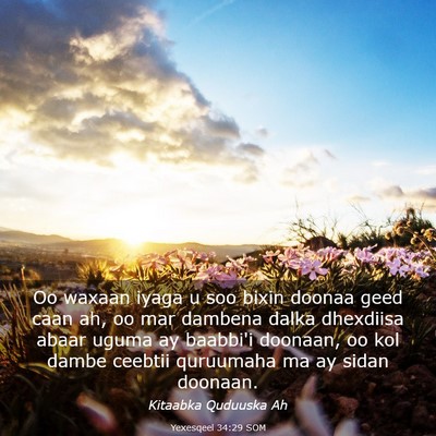 Picture 03 - Yexesqeel 34:29 SOM - Oo waxaan iyaga u soo bixin doonaa geed caan ah, - Bible Verse Picture