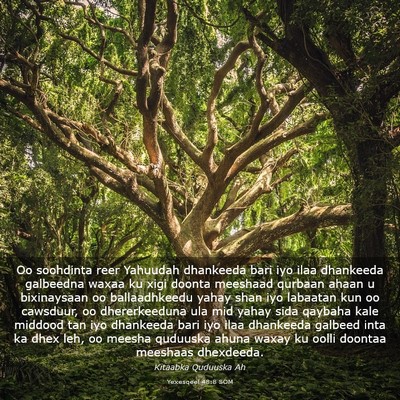 Picture 03 - Yexesqeel 48:8 SOM - Oo soohdinta reer Yahuudah dhankeeda bari iyo - Bible Verse Picture
