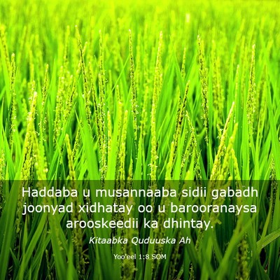 Picture 03 - Yoo'eel 1:8 SOM - Haddaba u musannaaba sidii gabadh joonyad - Bible Verse Picture