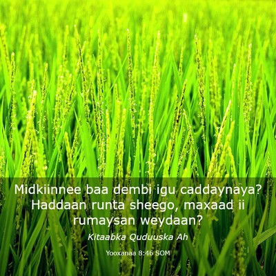 Picture 03 - Yooxanaa 8:46 SOM - Midkiinnee baa dembi igu caddaynaya? Haddaan - Bible Verse Picture