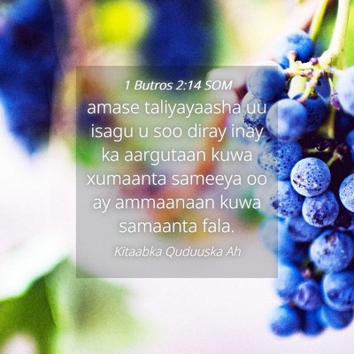 Picture 04 - 1 Butros 2:14 SOM - amase taliyayaasha uu isagu u soo diray inay ka - Bible Verse Picture