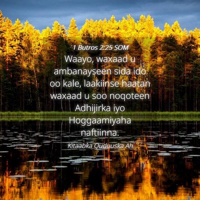 Picture 04 - 1 Butros 2:25 SOM - Waayo, waxaad u ambanayseen sida ido oo kale, - Bible Verse Picture