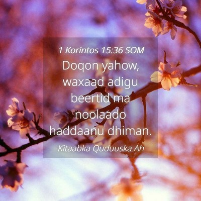 Picture 04 - 1 Korintos 15:36 SOM - Doqon yahow, waxaad adigu beertid ma noolaado - Bible Verse Picture