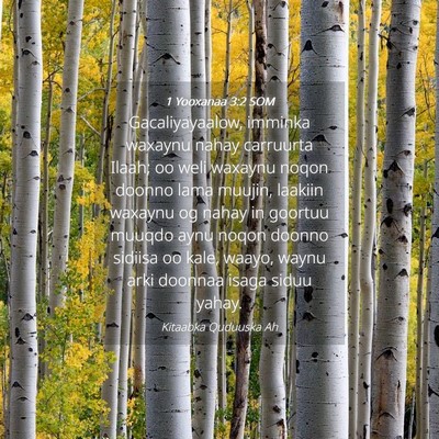 Picture 04 - 1 Yooxanaa 3:2 SOM - Gacaliyayaalow, imminka waxaynu nahay carruurta - Bible Verse Picture