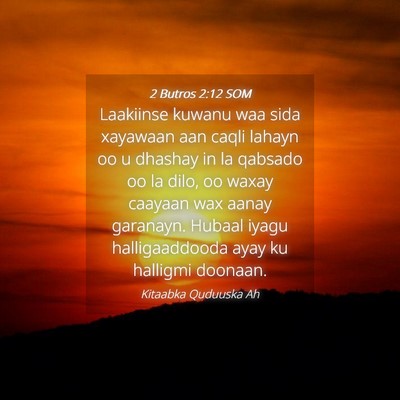 Picture 04 - 2 Butros 2:12 SOM - Laakiinse kuwanu waa sida xayawaan aan caqli - Bible Verse Picture