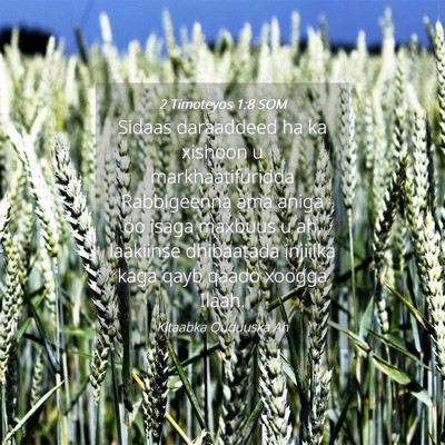 Picture 04 - 2 Timoteyos 1:8 SOM - Sidaas daraaddeed ha ka xishoon u - Bible Verse Picture