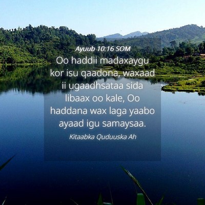 Picture 04 - Ayuub 10:16 SOM - Oo haddii madaxaygu kor isu qaadona, waxaad ii - Bible Verse Picture