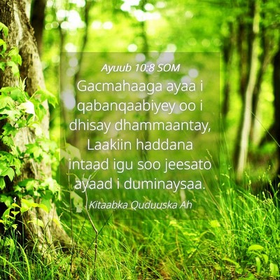 Picture 04 - Ayuub 10:8 SOM - Gacmahaaga ayaa i qabanqaabiyey oo i dhisay - Bible Verse Picture