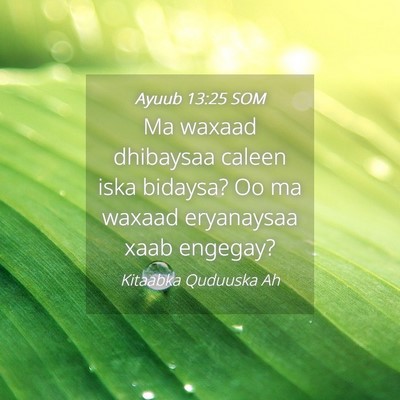 Picture 04 - Ayuub 13:25 SOM - Ma waxaad dhibaysaa caleen iska bidaysa? Oo ma - Bible Verse Picture