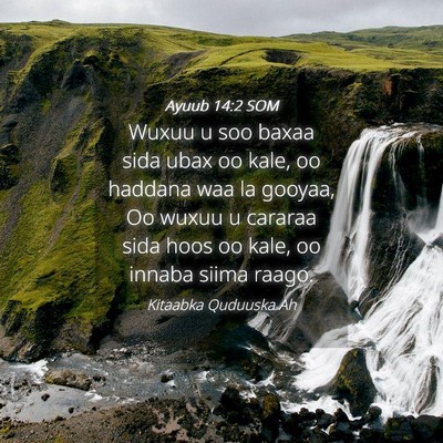 Picture 04 - Ayuub 14:2 SOM - Wuxuu u soo baxaa sida ubax oo kale, oo haddana - Bible Verse Picture