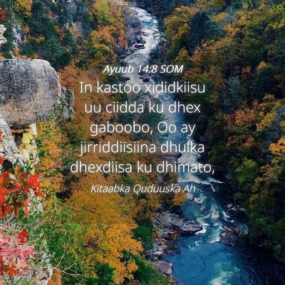 Picture 04 - Ayuub 14:8 SOM - In kastoo xididkiisu uu ciidda ku dhex gaboobo, - Bible Verse Picture