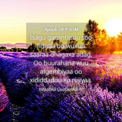 Picture 04 - Ayuub 28:9 SOM - Isagu gacantiisuu soo fidiyaa oo wuxuu saaraa - Bible Verse Picture