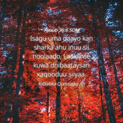 Picture 04 - Ayuub 36:6 SOM - Isagu uma daayo kan sharka ahu inuu sii noolaado, - Bible Verse Picture