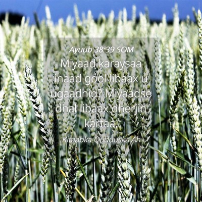 Picture 04 - Ayuub 38:39 SOM - Miyaad karaysaa inaad gool libaax u ugaadhid? - Bible Verse Picture